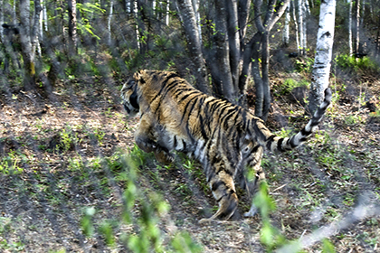 В Китае пообещали присмотреть за путинским тигром Кузей