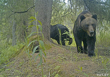 Почему бурые медведи идут из России в Беларусь?