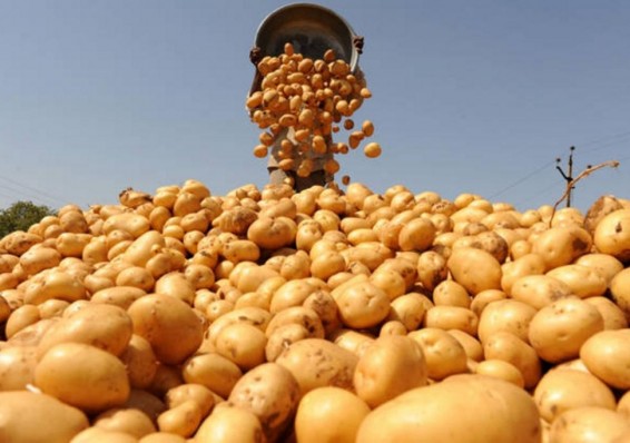 Беларусь планирует заработать на экспорте картофеля около 50 миллионов долларов