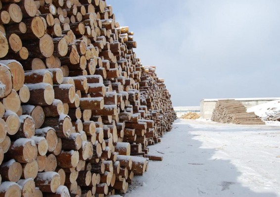 Белорусские предприятия не способны переработать всю отечественную древесину