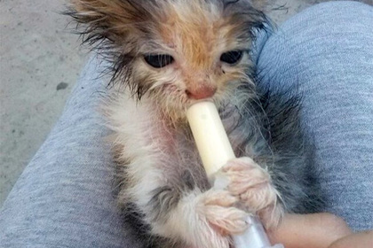 Сосущий молоко бездомный котенок стал героем фотошоп-битвы и превратился в мем