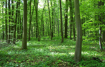 Белоруса оштрафовали за то, что заблудился в лесу