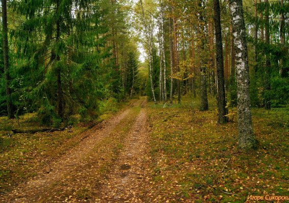 Запрет на посещение лесов снят на всей территории Беларуси
