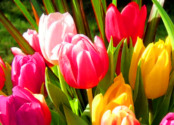 Мингорисполком назвал цены на цветы к 8 марта