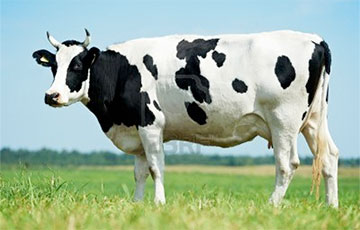 Генетики назвали родину всех современных коров и быков