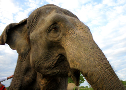 Зоологи раскрыли секрет слоновьих хоботов