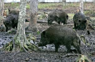 ЕС выделит Беларуси 1,7 млн евро для борьбы с болезнями диких животных