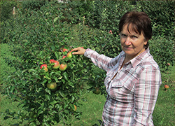 Белорусские ученые вывели новые сорта яблок