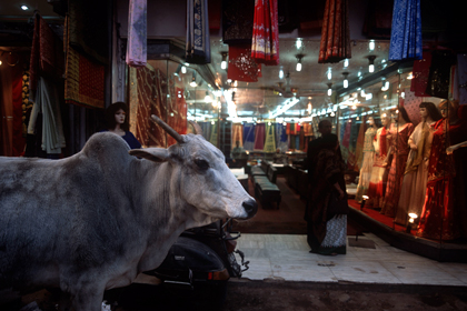 В индийском штате ввели пожизненное заключение за убийство коровы