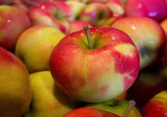 Россельхознадзор не исключает, что возобновит поставки белорусских яблок
