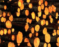 Предприятиям деревообрабатывающей промышленности помогут