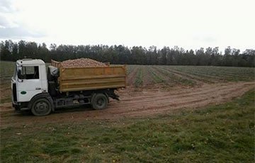 Правозащитник: Белорусских детей продолжат «воспитывать» картошкой