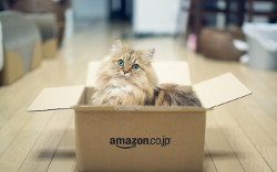 Ученые объяснили любовь кошек к картонным коробкам