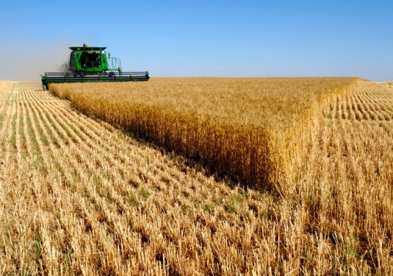 Производство сельхозпродукции в Беларуси уменьшилось на 3,1 процента