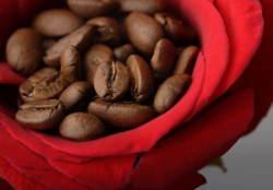 Ученые нашли в кофе сходный с морфином протеин