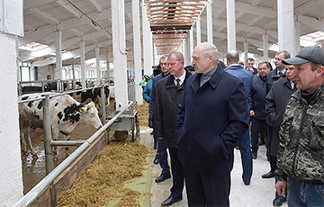 Как пришлось краснеть перед иностранцами за «грязных коров» Лукашенко