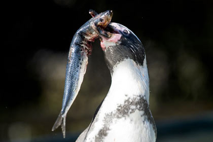 Ученые объяснили потерю пингвинами способности ощущать вкус рыбы