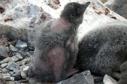 Неизвестное заболевание лишило антарктических пингвинов оперения
