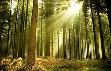 Экологи: Новый Лесной кодекс оставит белорусов без леса