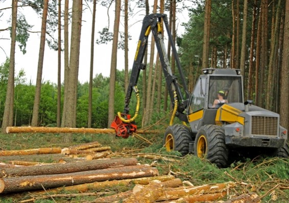 Лукашенко поставил задачу перерабатывать весь лесной ресурс