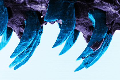 Зубы морских блюдечек оказались прочнейшим биоматериалом на Земле