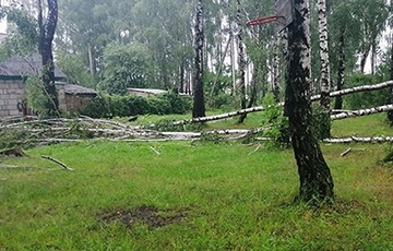Непогода в Кобрине: сильный ветер ломал деревья, ливень затопил улицы