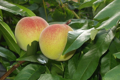 Китай признали родиной одомашненных персиков