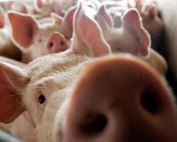 Беларусь запретила ввоз свинины из Украины из-за АЧС