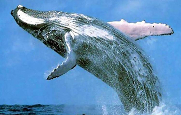 Лондонский школьник на каникулах продавал китов и заработал 300 тысяч фунтов