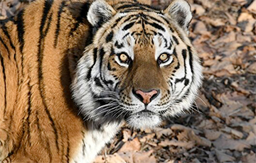 В Польше задержали россиянина, который пытался перевезти 10 тигров