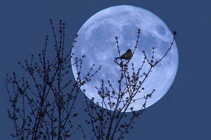 Россияне в ночь на 2 июля увидят Голубую Луну