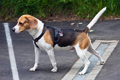 В Китае создали собак-мутантов со сверхмощной мускулатурой