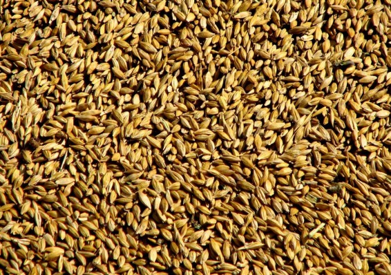 Минсельхоз определился с объемами закупок зерна для госнужд
