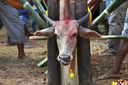 Индийская богиня «согласилась» запретить жертвоприношения животных