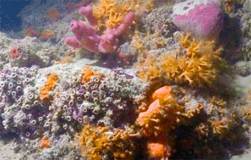 Под Гольфстримом нашли огромный глубоководный коралловый риф
