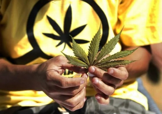 Более 4 тысяч белорусов подписались за легализацию марихуаны