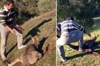 Китаец в Австралии перерезал горло беспомощному кенгуру