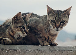 Живодер из Барановичей расстреливает кошек