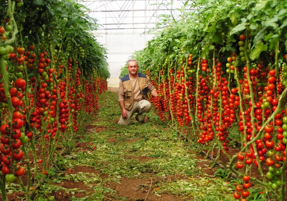 Через Беларусь пытались ввезти в Россию зараженные турецкие томаты