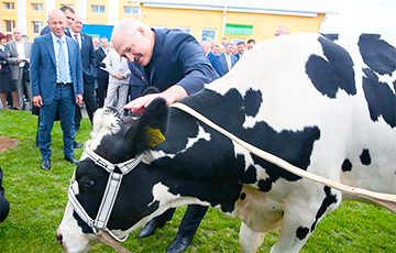 Лукашенко – Путину: Корову за год не вырастишь