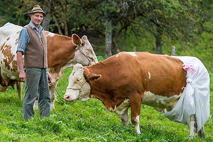 Баварский фермер надел на коров подгузники