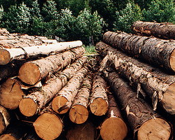 Лукашенко берет под контроль лесную отрасль