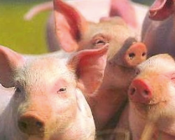 Белорусам обещают увеличение поголовья свиней к 2015 году