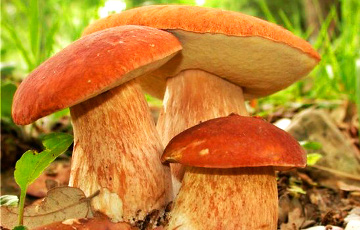 На Могилевщине обнаружили радиационные грибы и клюкву