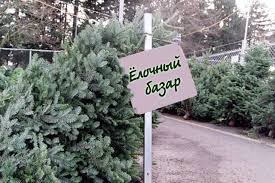 Первые елочные базары заработают в Беларуси с 19 декабря