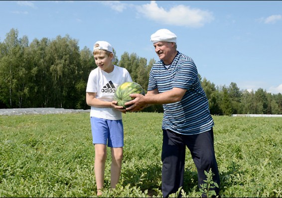 Беларусь планирует собрать хороший урожай арбузов