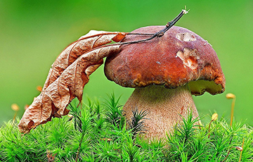 У грибов нашли магическое качество
