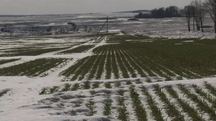 Неблагоприятная весна испытает сельское хозяйство Беларуси и ее экономику