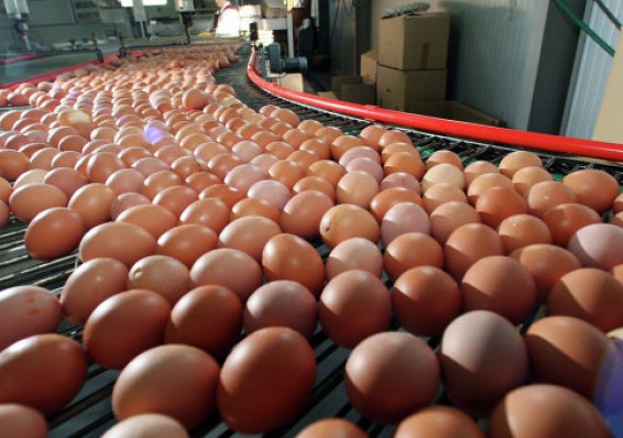 В Европе из магазинов изымают ядовитые яйца. Минсельхозпрод: Беларусь вообще их не импортирует