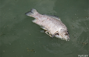 В Минском море замечена дохлая рыба